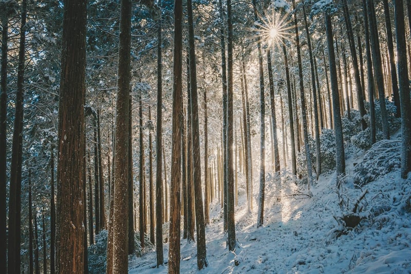 Aokigahara Forest, Japan
